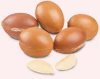 アルガン幹細胞